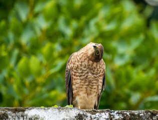 Female sparrow hawk in an urban garden looking for prey