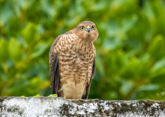 Female sparrow hawk in an urban garden looking for prey