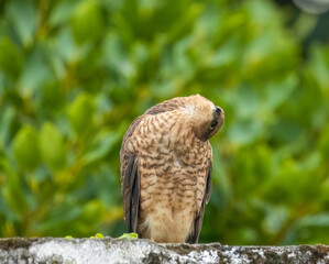 Female sparrow hawk in an urban garden looking for prey