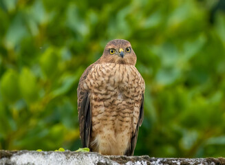 Female sparrow hawk in an urban garden looking for prey