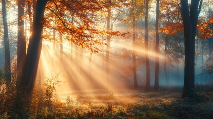 Fototapeta premium Golden sun rays illuminating a foggy autumn forest, highlighting the beauty of nature