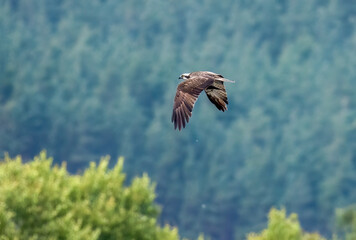 Osprey in flight in the sky 