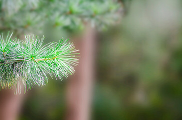 green branches of a pine tree close-up.Pine leaves with a natural background