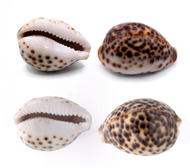Tiger cowrie shell( Cypraea tigris)