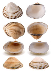 Rough cockle shell (Acanthocardia tuberculata) isolated on white background