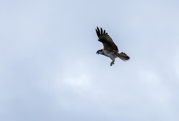 Obraz premium Osprey in flight in the sky 