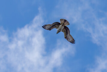 Osprey in flight in the sky 