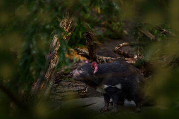 Tasmanian devil, Sarcophilus harrisii, carnivorous marsupial in the nature habitat. Rare animal...