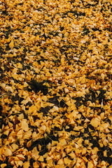 Many beautiful fallen yellow leaves of ginkgo biloba tree on green grass in park or garden in autumn, selective focus