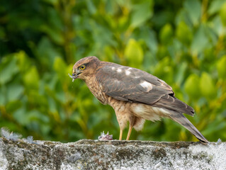 Close up of a female sparrow hawk eating it's prey 