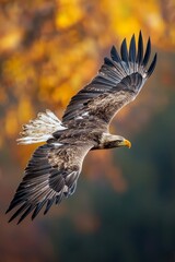 Fototapeta premium A soaring eagle flying in the mid air, with the background beautifully blurred into soft colors