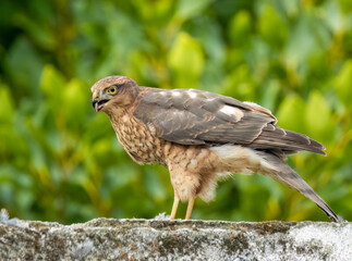 Close up of a female sparrow hawk eating it's prey 