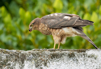 Close up of a female sparrow hawk eating it's prey 
