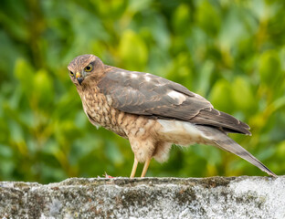 Close up of a female sparrow hawk eating it's prey 
