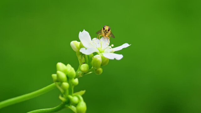 Macro video: Yellow hoverfly on Venus flytrap flowers, feeding on nectar and covered in pollen. Isolated with copy space.