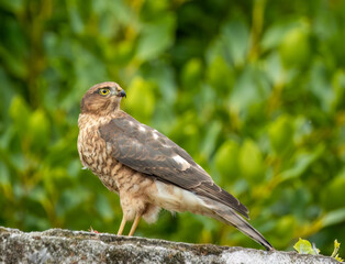Close up of a female sparrow hawk eating it's prey 