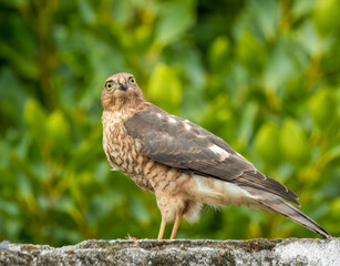 Close up of a female sparrow hawk eating it's prey 