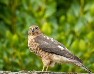Close up of a female sparrow hawk eating it's prey 