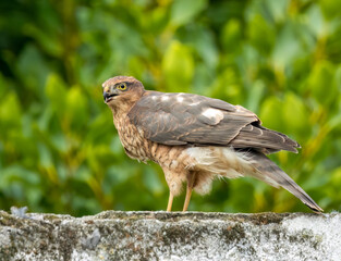 Close up of a female sparrow hawk eating it's prey 