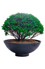 Isolated tree, house plant on the black cement pot isolate on transparent background.