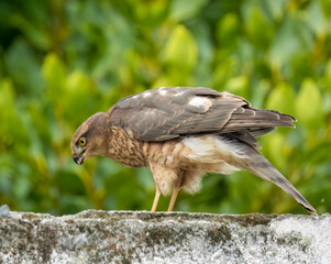 Close up of a female sparrow hawk eating it's prey 
