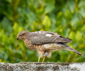 Close up of a female sparrow hawk eating it's prey 