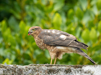 Close up of a female sparrow hawk eating it's prey 