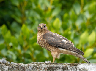 Close up of a female sparrow hawk eating it's prey 