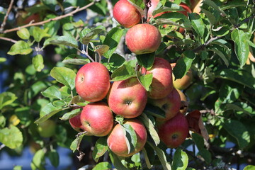 Sweden. Topaz is a cultivar of dessert apple that was developed in Czech Republic by the Institute of Experimental Botany for scab resistance. 