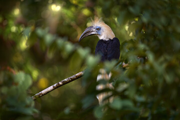 Portratit of bird White-crowned Hornbill, Berenicornis comatus, in the dark tropic forest junge habitat. Bird with white crest sitting in branch, small red fruit big bill. Hornbill, Borneo, Malaysia