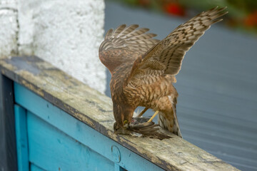 Close up of a female sparrow hawk eating it's prey 