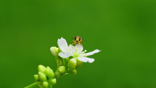 Macro video: yellow hoverfly on Venus flytrap blooms, sipping nectar and bearing pollen, isolated with copy space