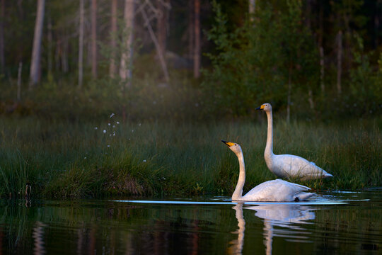 Whooper Swan, Cygnus cygnus, big white bird in the taiga lake in the summer forest, Kuhmo, Finland. Piar of swansin the nature habitat. Euurope, wildlife nature.
