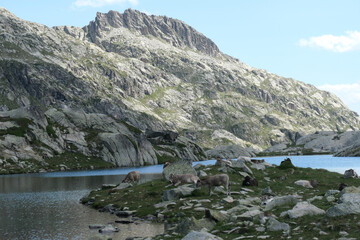 Lac