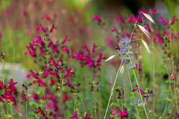 Fleurs sauvages dans une prairie au printemps
