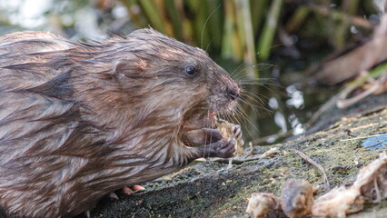 close up of a otter