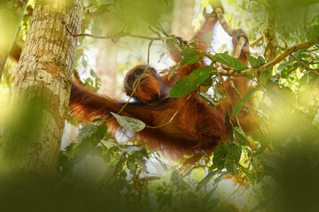 Bornean orangutan, Pongo pygmaeus, great ape animal in the tropic forest, Sabah, Kinabatangan river...