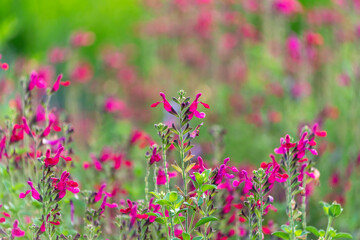 Fleurs sauvages dans une prairie au printemps
