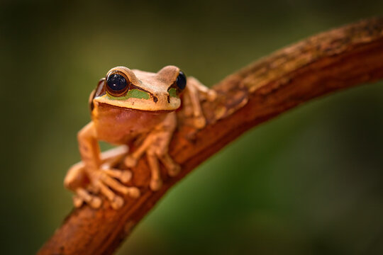 Wildlife Costa Rica, frog in nature habitat. Masked tree frog, Smilisca phaeota, exotic tropical green frog from Costa Rica, close-up portrait. Animal sitting on the leaves. Wildlife from Costa Rica.