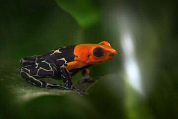 Ranitomeya fantastica Caynarachi, Red-headed poison frog in the nature forest habitat. Dendrobates  frog from endemic Peru, Alto Caynarachi. Beautiful amphibian green vegetation, tropic jungle.