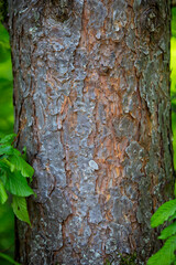 Gros plan sur la texture de l'&eacute;corce d'un arbre. Motif de fond d'&eacute;corce d'arbre naturelle. Surface rugueuse du tronc.