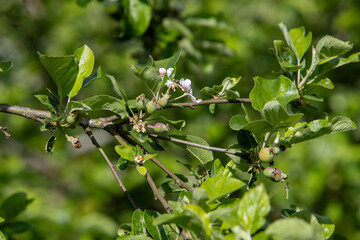 Fototapeta premium Branche de pommier en fleur au printemps avec un début de petites pommes. Jeune bourgeon de fleur de pommier et de pommes