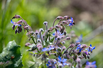 Bourrache officinale (Borago officinalis) en fleur dans un jardin. Excellente plante mellifère, répulsif sur les limaces.