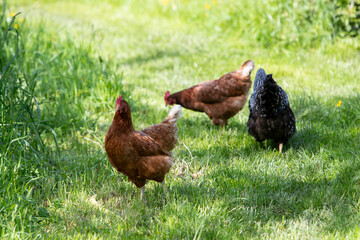 Ensemble de poules rousses et Wyandotte se promenant en liberté dans un parc. Scène ensoleillée