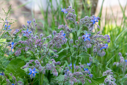Bourrache officinale (Borago officinalis) en fleur dans un jardin. Excellente plante mellif&egrave;re, r&eacute;pulsif sur les limaces.