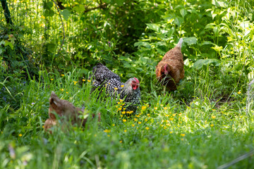 Poule rousse se promenant en liberté dans un parc. Scène ensoleillée