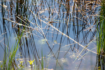 Scène ensoleillée d'un plan d'eau en extérieur, avec des herbes et du bois flotté, une grenouille en nage et des roseaux.