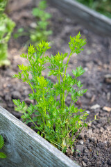 Bouquet de persil plat en terre dans une jardinière en bois. Scène extérieur dans un jardin