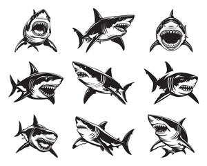 Obraz premium Great White Shark Vector Illustration Set - Hand Drawn Great White Shark - Black and White Shark Logo Set