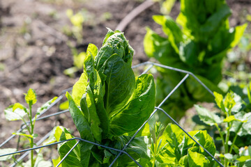 Pied de laitue romaine poussant dans un jardin ensoleillé. Un grillage de protection installé.